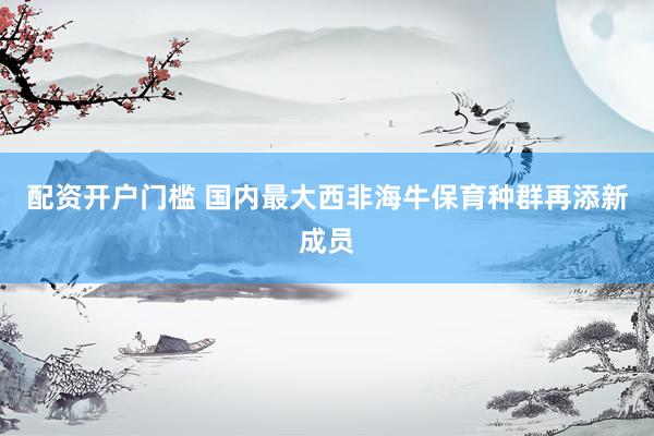 配资开户门槛 国内最大西非海牛保育种群再添新成员