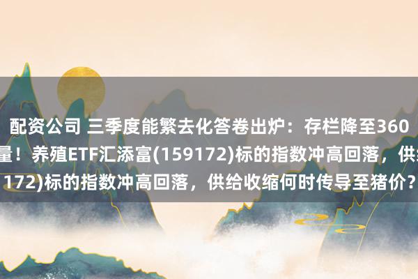 配资公司 三季度能繁去化答卷出炉：存栏降至3602万头、低于正常保有量！养殖ETF汇添富(159172)标的指数冲高回落，供给收缩何时传导至猪价？